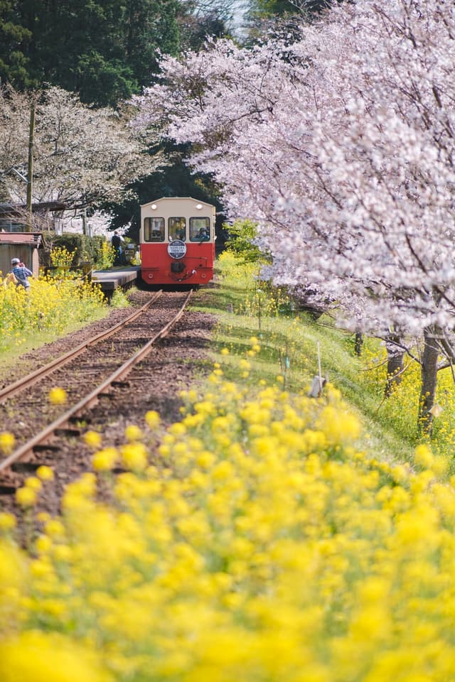 飯給駅 菜の花と桜と小湊鐵道のサムネイル