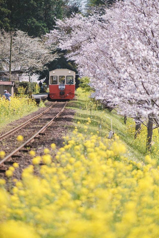 飯給駅 菜の花と桜と小湊鐵道のサムネイル